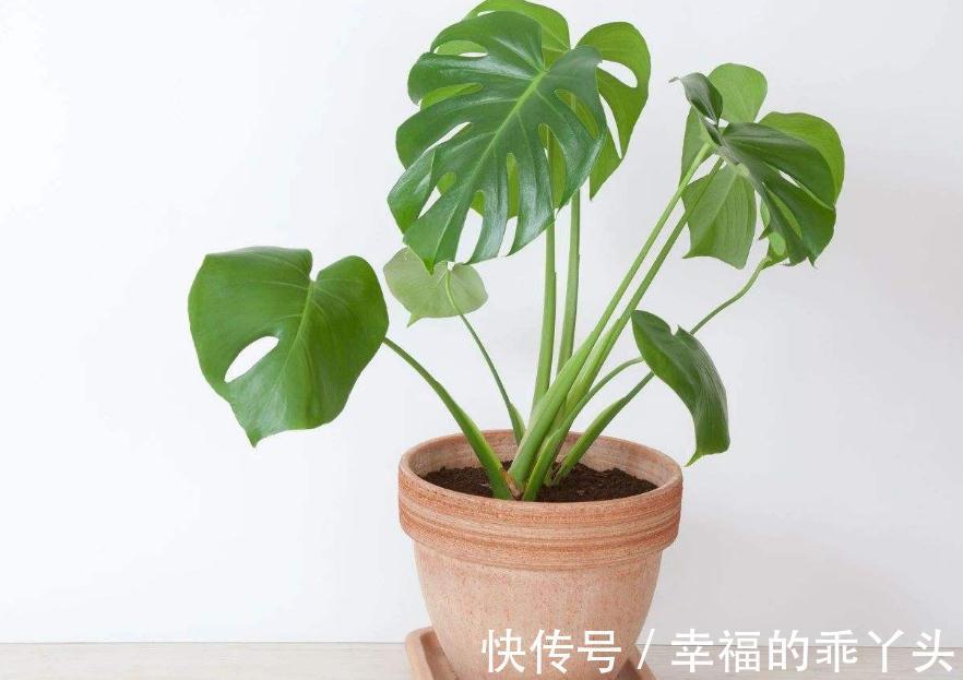 12月底了,养花就养龟背竹,暖气房里盆栽,多浇水长得又快又旺