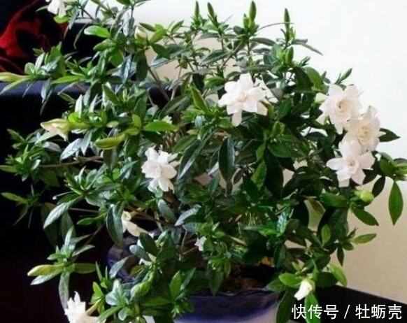 施肥|想要养好花，记住1句话，10种盆栽都能用，养1盆爆1盆！