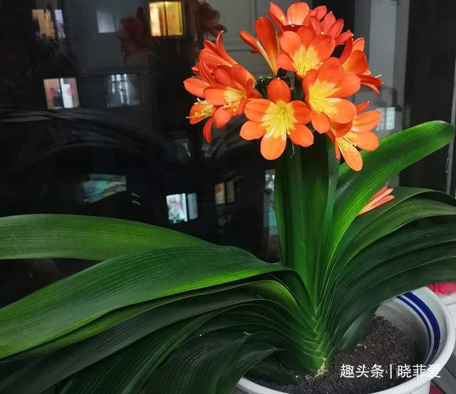 君子兰2大“嗜好”，促进轻松“爆盆”，叶子油绿开花艳