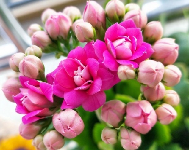 积水|长寿花开花少教你3个“小妙招”,花苞蹭蹭长,花多漂亮又艳丽