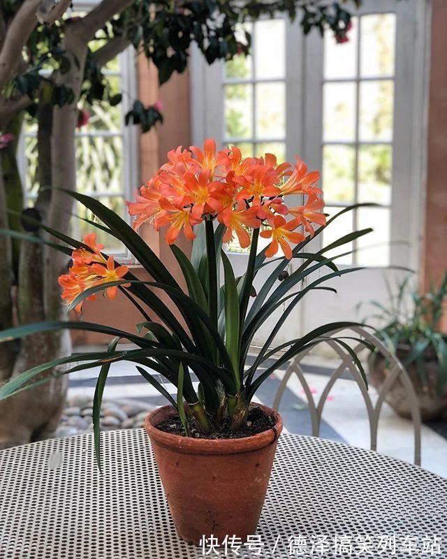 虎皮兰|九大“健康花”,建议大家养一盆,干净漂亮又吉祥