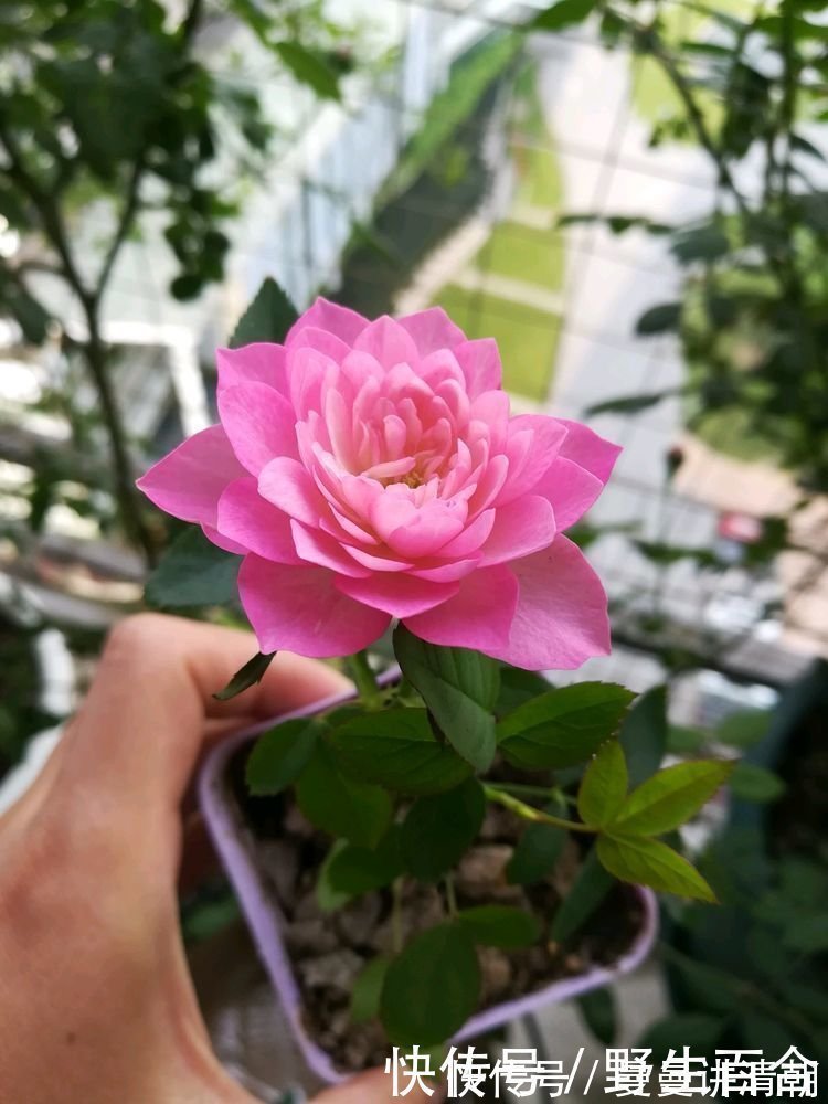 紫菀|懒人最爱养的花,半月不浇水照样爆盆,花苞爬满枝头,绚丽多彩