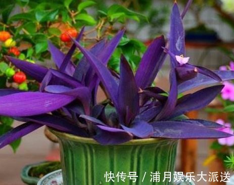 爆盆|喜欢玫瑰，不如试试“高档玫瑰”甜蜜马车，花团锦簇，花开爆盆美