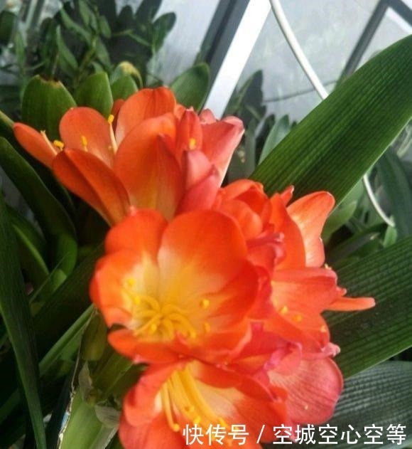 肥料|君子兰依赖“2种水”,半月浇一次,叶片四季肥厚,开花多不夹箭