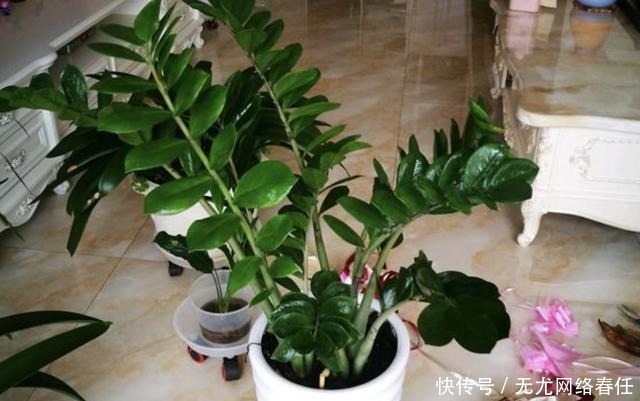 金钱树|2种“旺财树”,养在家里“镇宅”,比兰花都好,还能净化空气!