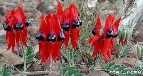 一种野生植物，特别稀罕，价值极高，可遇不可求