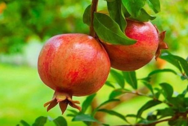 营养|40岁女性可以多吃3种食物,营养丰富、滋润肌肤,好处多多!