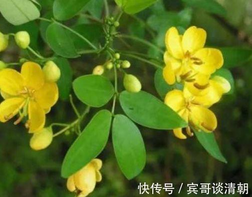 润肺止咳|农村5种常见的野菜,益精补肾,润肺止咳,抗衰老,看到要采回家