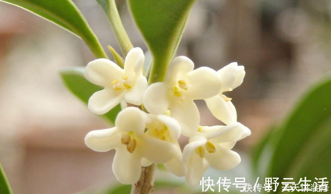 中国传统十大名花你知道多少？各有千秋，看过后就像拥有！