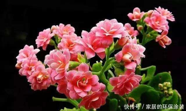 开花|养花修剪小技巧,长寿花蟹爪兰,只需剪一剪,年年开花不断