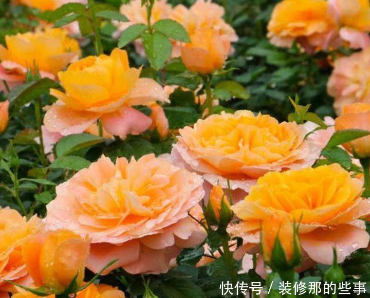 果汁|此花超漂亮,沾土就活,开花又大又艳,花形别致,散发芳香
