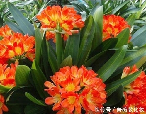想让你的君子兰开花吗?很简单,只要这样做叶茂花艳都不是问题!