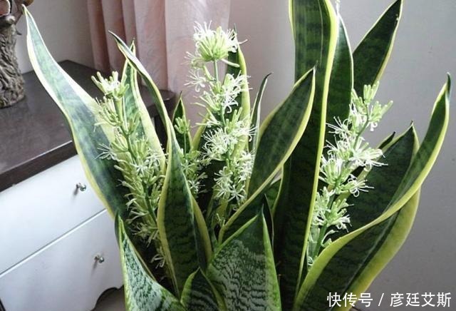 养护|家里有“甲醛”,别忘了养“2种花”,放1盆,甲醛浓度“降低”