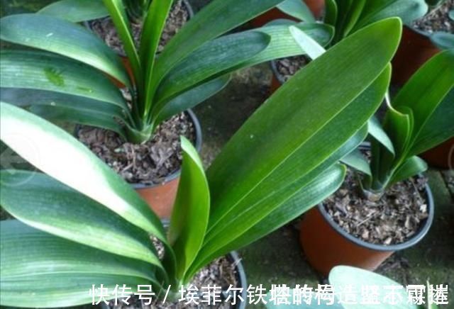 君子兰叶子出现褶皱,3个方面没有做好,应及时改正