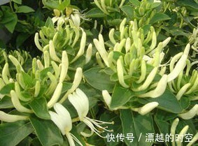 泡水|经常失眠睡不好,用此花泡水喝,去烦润燥,降血压,夜里睡得香甜