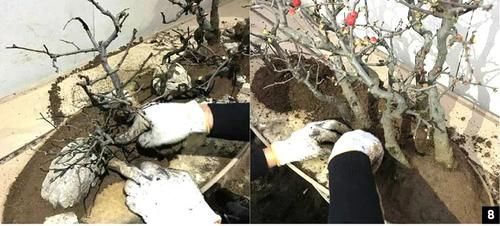 11株苗扎堆，不是柴火，而是一道苍山叠翠山水风光的水旱盆景！