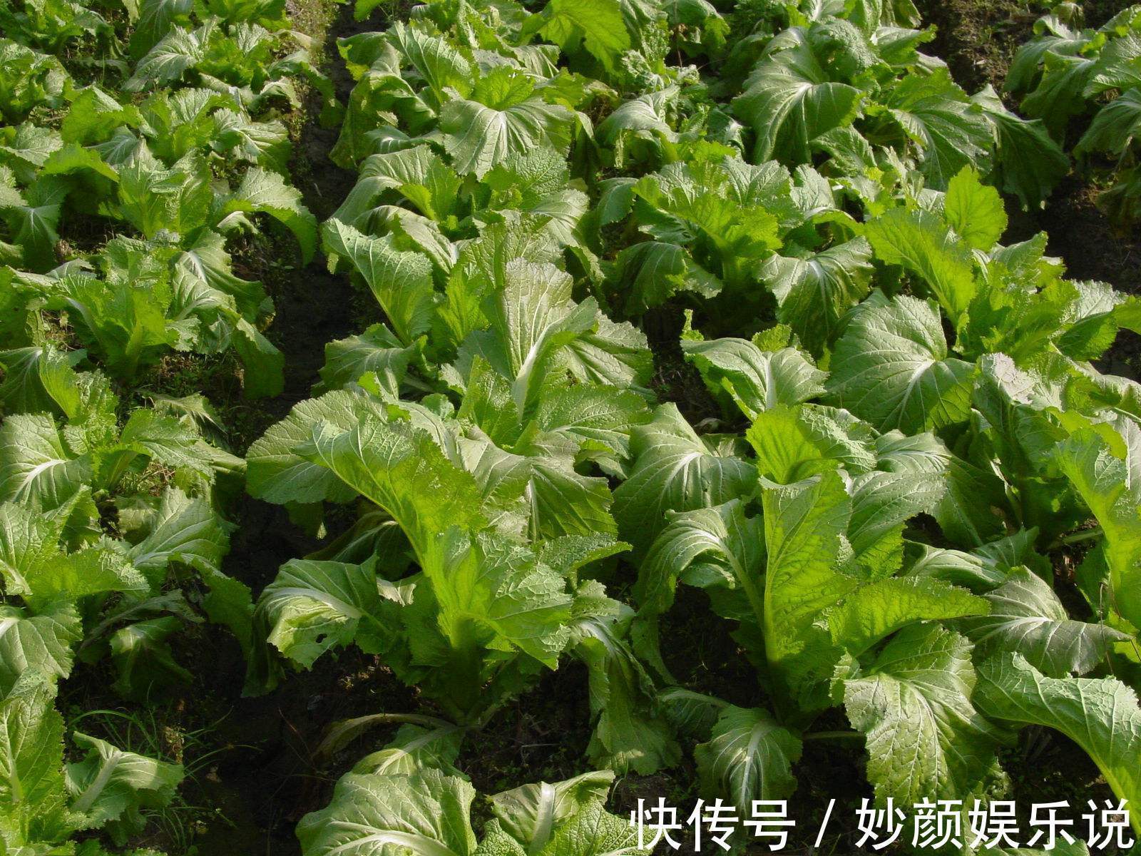 人称“母子菜”,口味清香炒肉是一绝,不知有那么多作用,可种吗