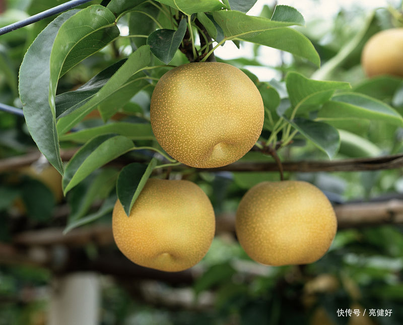 放心|雪梨真的能润肺止咳?止咳不能只靠水果,正确食用更放心