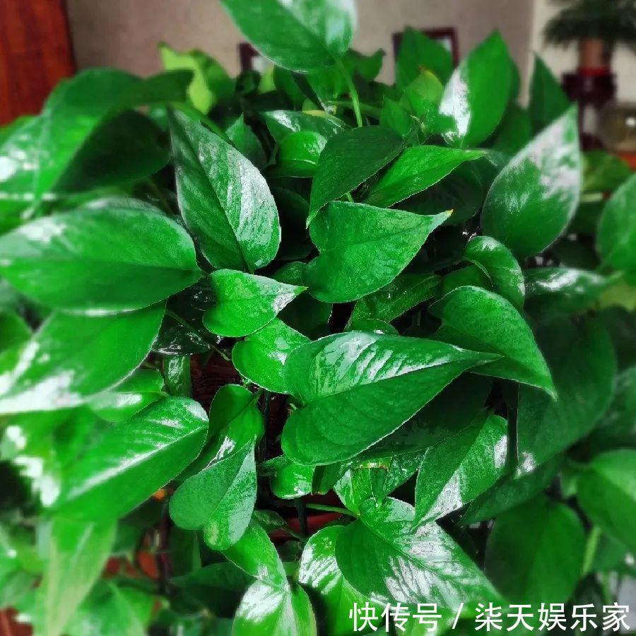 绿萝、吊兰变异了这些品种，你未必都见过！