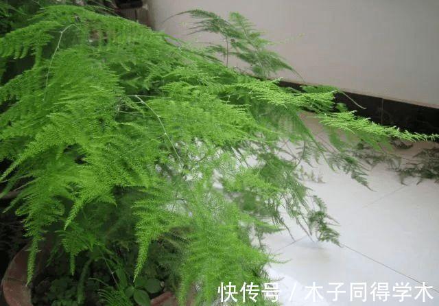 阳台上|盆栽养文竹,靠抓住这4点促生长,保管植株不黄叶烂根