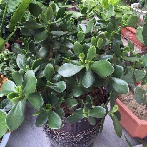 修剪|9月如何养玉树2个“技巧”，让它更加繁茂，枝干木质化，成小树