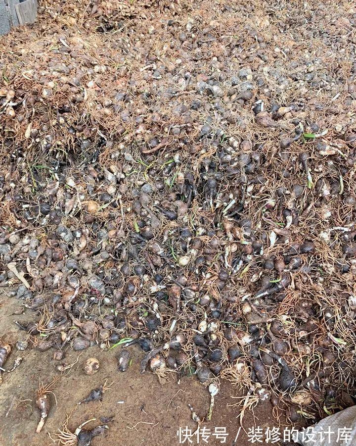 芦荟|8种花像“老母猪”,种一棵,生一窝,多得没地方养