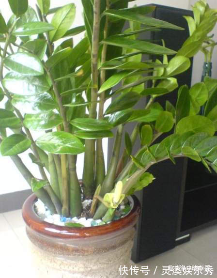 6种植物,花开富贵“好兆头”,能养开花是“高手”,你家有吗?