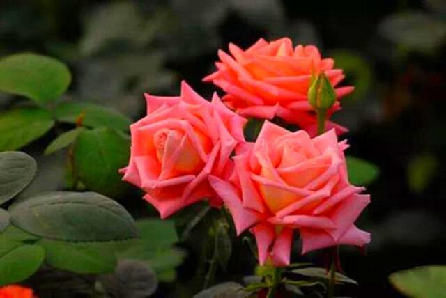 这3种花扔在阳台不用管，太阳晒多了反而开花旺，立马就是花海