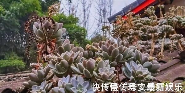 宝石花|这里的多肉不要钱,长在房顶瓦缝里,还是漂亮大老桩