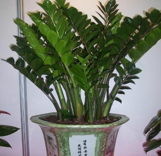 漂亮|6种漂亮花,自带“储水器”,一个月不浇水,旱不死,不妨碍开花