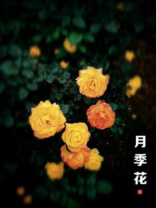 万物生长|花花世界，把五月的快乐托付给月季