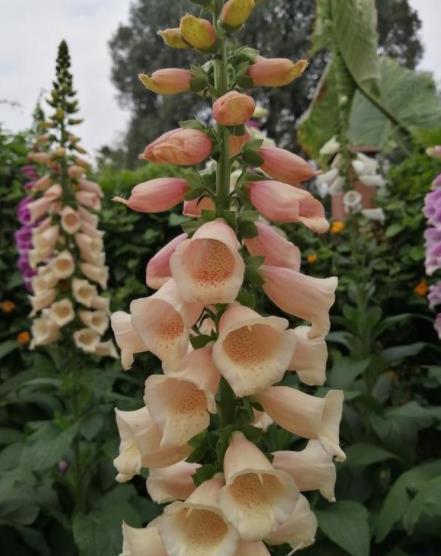 盆栽|3种“看似平平无奇,实则开花惊艳”的盆栽,好养好看,轻松爆花