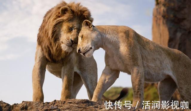 |动物搞笑照片的背后,是狮子的生存逻辑,和雄狮对流言蜚语的辩白