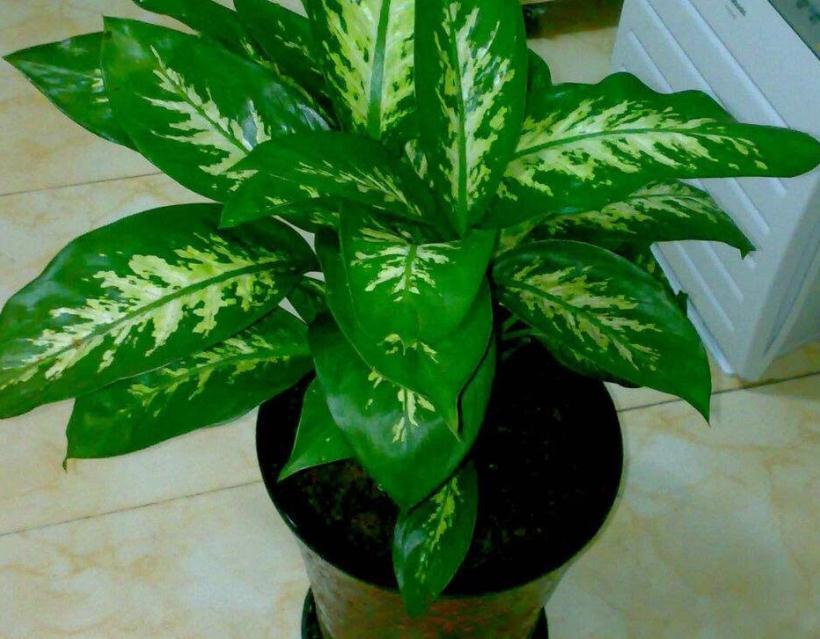 值得室内盆栽的4款植物,于风水有益,还好养又漂亮