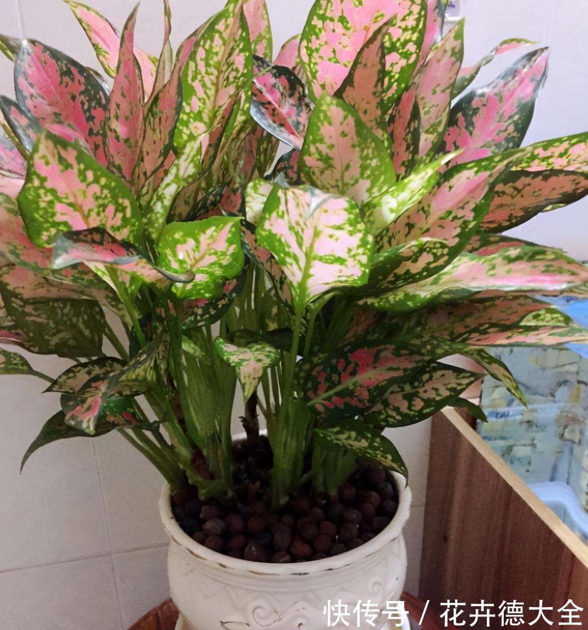 7种“转运花”,家里养一盆,漂亮又吉利,还有好运气