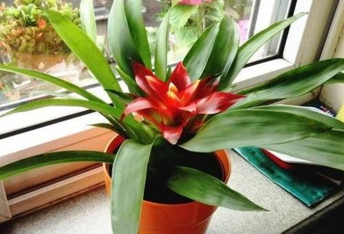 趁着冬日的最后时光，多捡些树皮、枯枝叶备用养花吧！