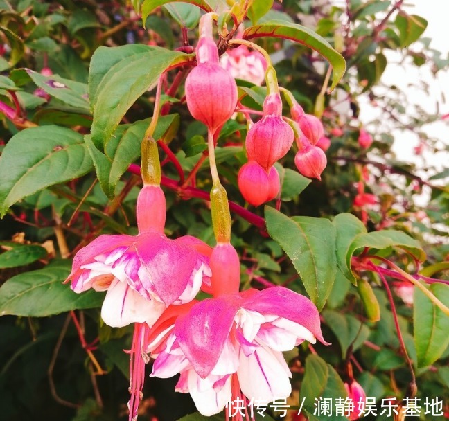 4种花马上要“醒了”,抓住时机“喂饱”它,才能多开花
