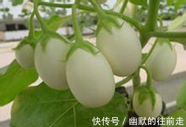 花坛|农村长在树上的“鸡蛋”,估计你这辈子都没见过,更别说吃了