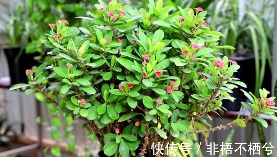 哪些花开花漂亮,花期又长?推荐5种花期超长的花卉