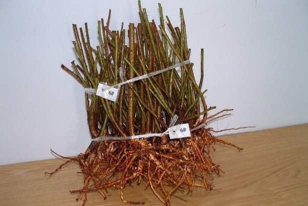 新手月季种植手册，修剪、病害防治等教程，种月季不再难