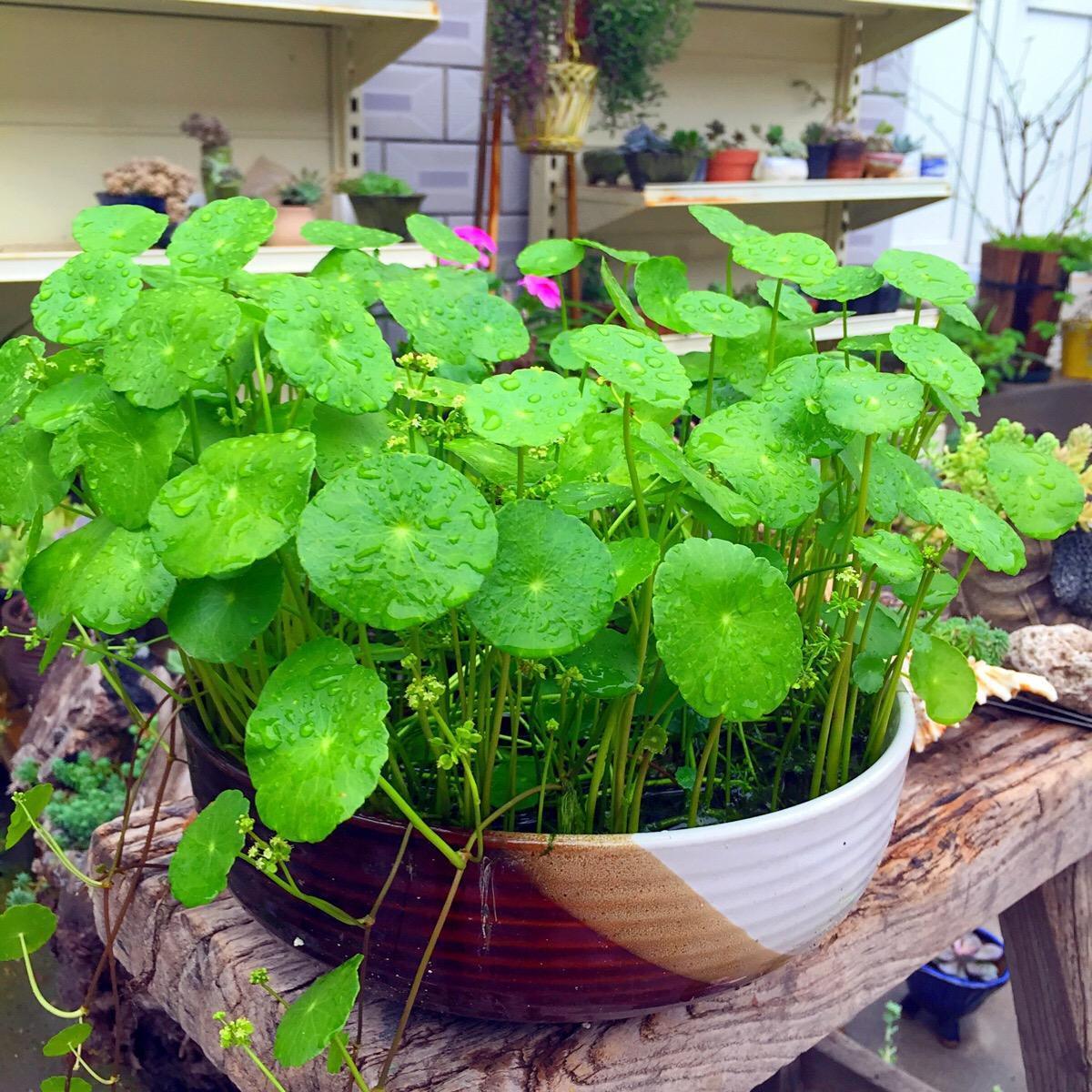 可以水养的4种花卉盆栽，省时省力，夏季养起来！