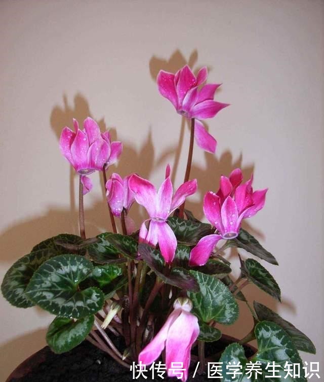 这3种花特别的耐寒，完全不将冬天放在眼里，天越冷花朵越漂亮！