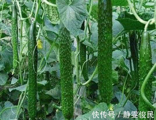 滋补身体|女性不愿早衰,常吃4种食物,减肥瘦身,滋补身体,早知早好!