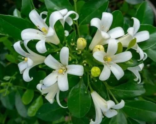 4种漂亮花，好打理，开起花来“拦”不住，美不胜收，你养了吗