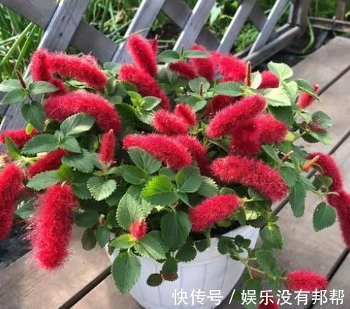 叶片|4种高颜值吊兰，颜色丰富还好养，更适合新手去养