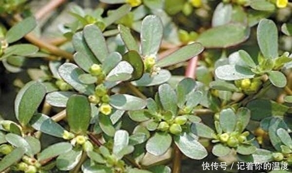 荠菜|几种农村常见的食疗野菜,好吃健康,还有降血糖,清热解毒的功效