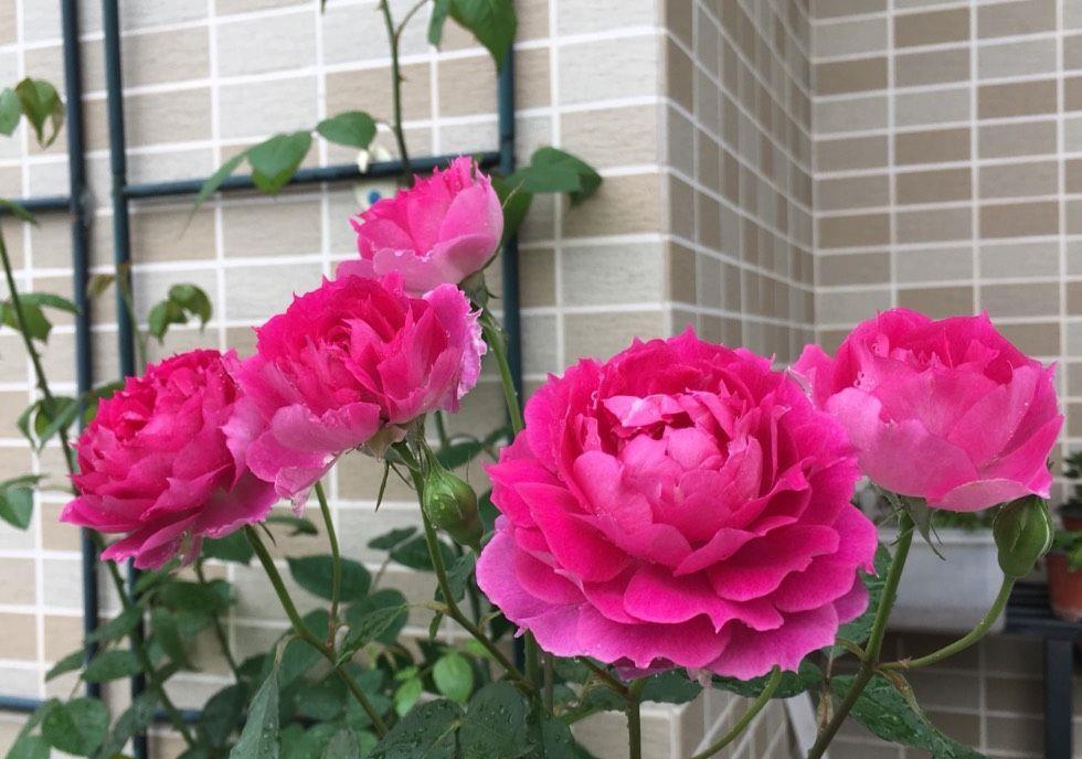 春天里|7种月季,不怕酷夏,30度也开得美,一开上百天,值得入手的品种