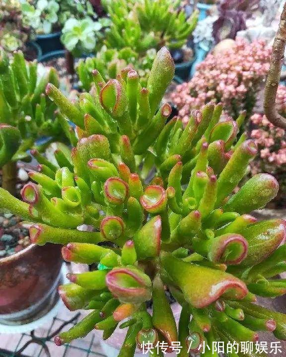 玉树能吸财,叶子长成存钱筒,太阳一晒红彤彤
