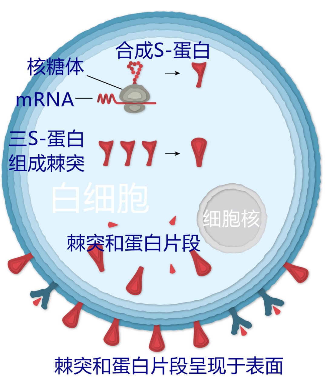 免疫系统|我区已接种新冠疫苗424万余剂次！疫苗是如何保护我们的？一文看懂