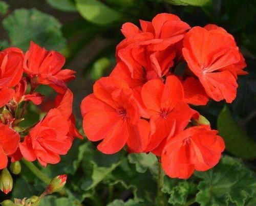 扦插|天竺葵怎么扦插容易成活？教你4个小妙招，天竺葵生根快，易成活